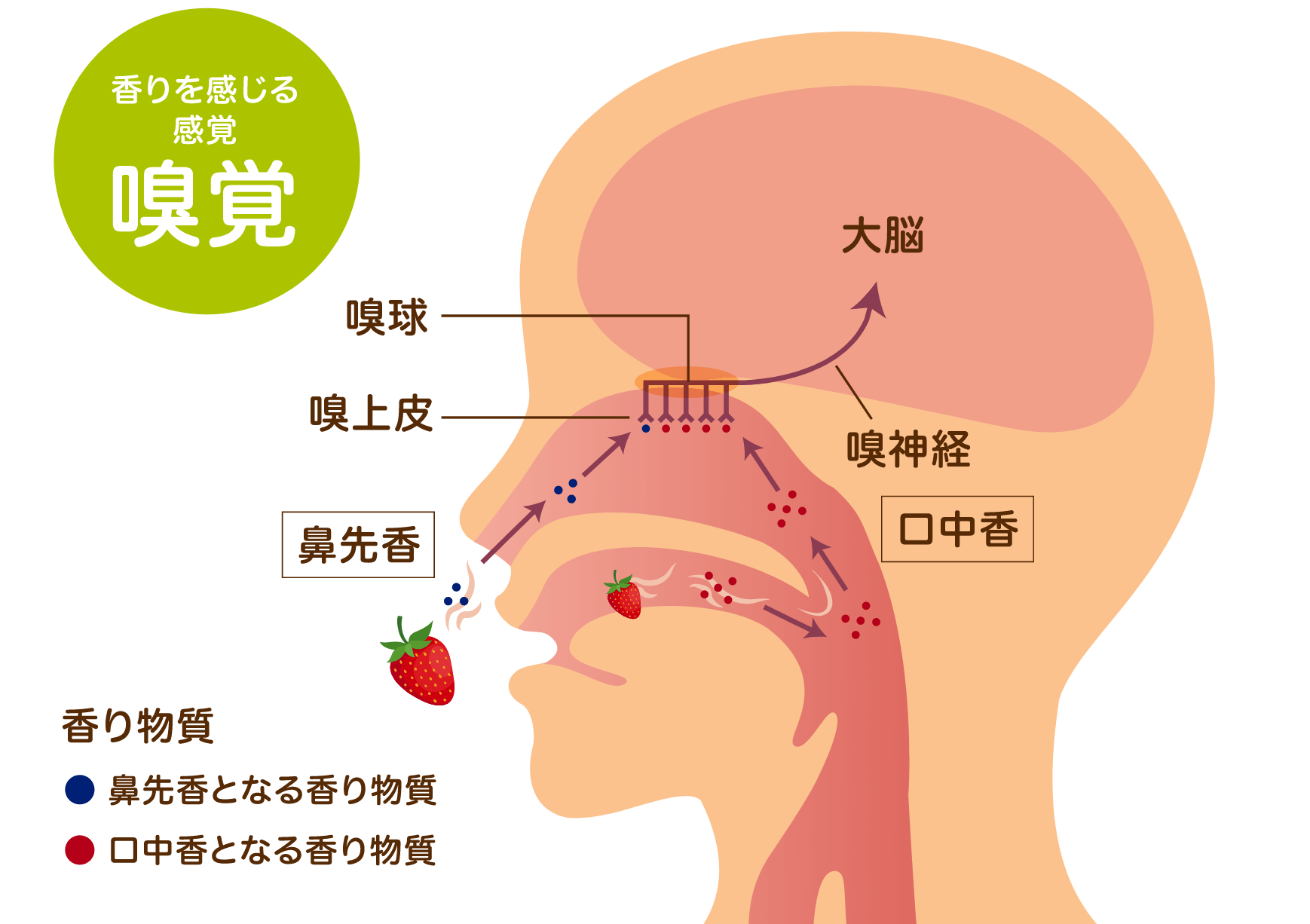 2種類の香り 鼻先香と口中香 特定非営利活動法人 うま味インフォメーションセンター