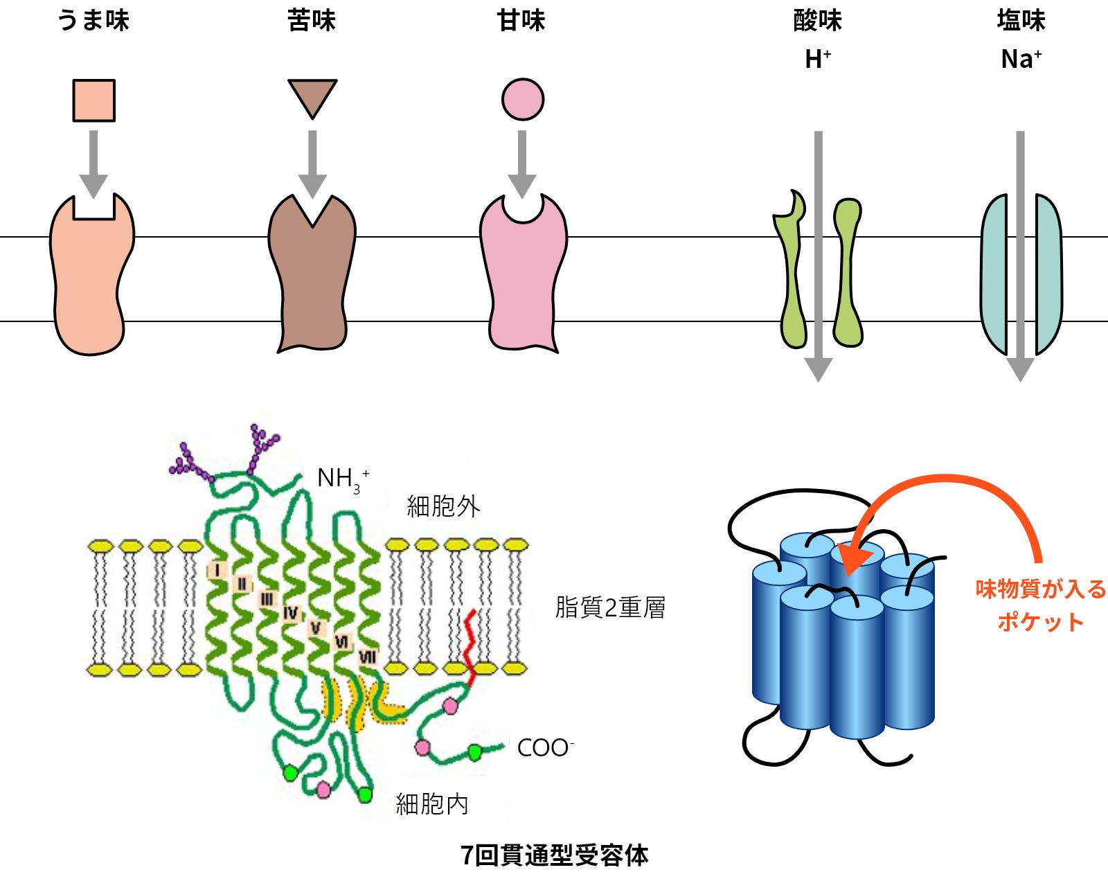 味の受容様式