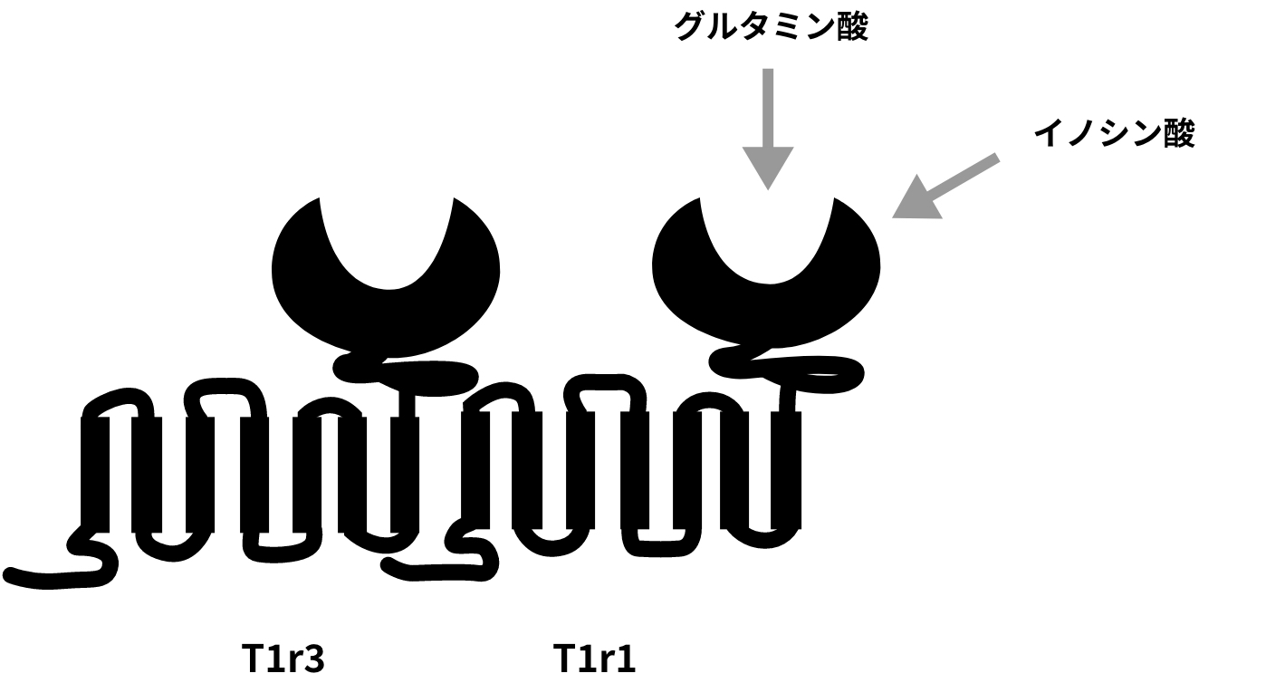 味覚の受容体(T1r1 + T1r3)の構造