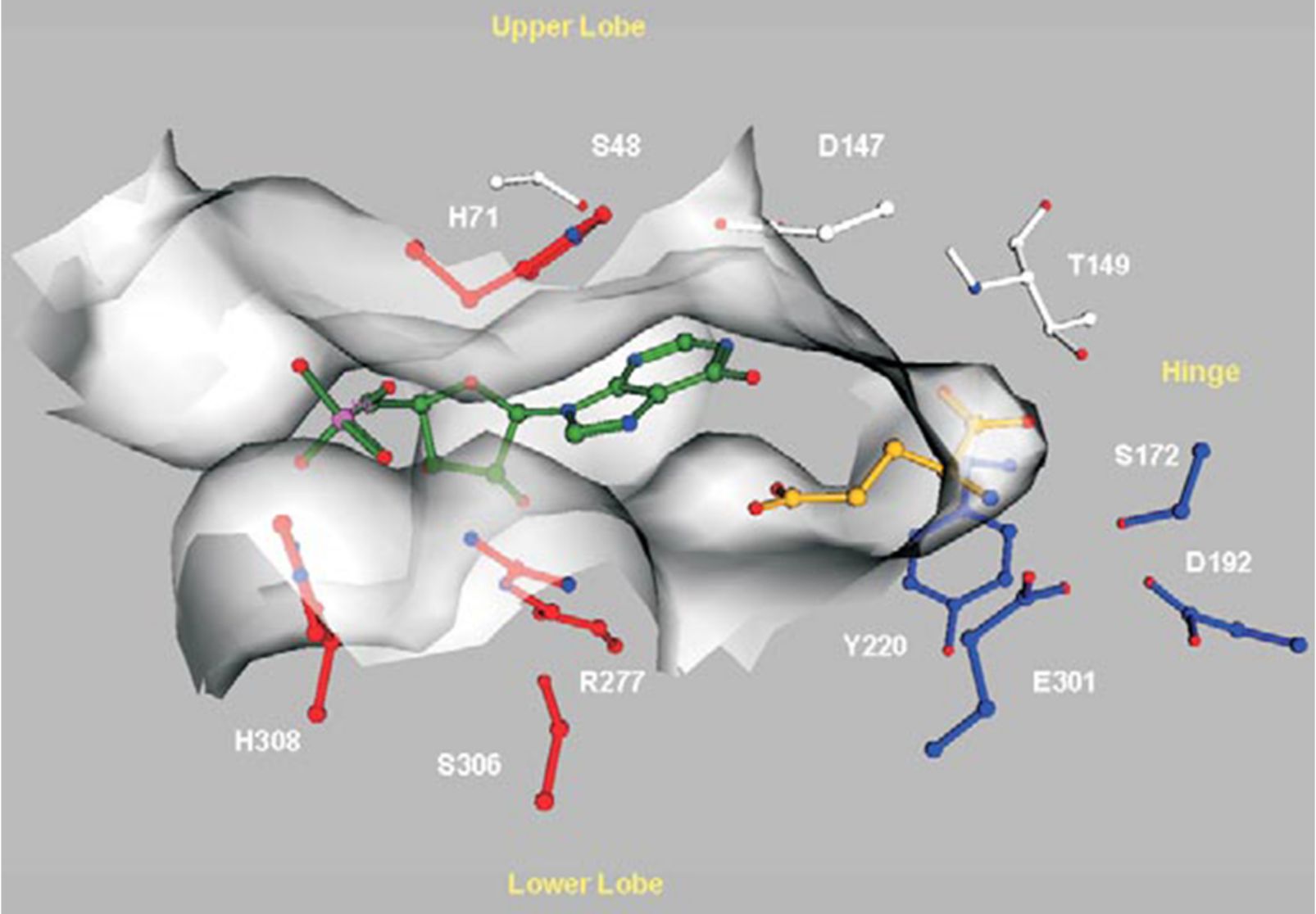 うま味受容体のT1r1ユニットのIMPとMSGの結合サイト