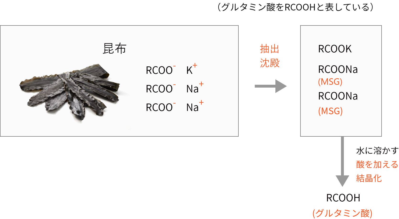 MSGとグルタミン酸の関係