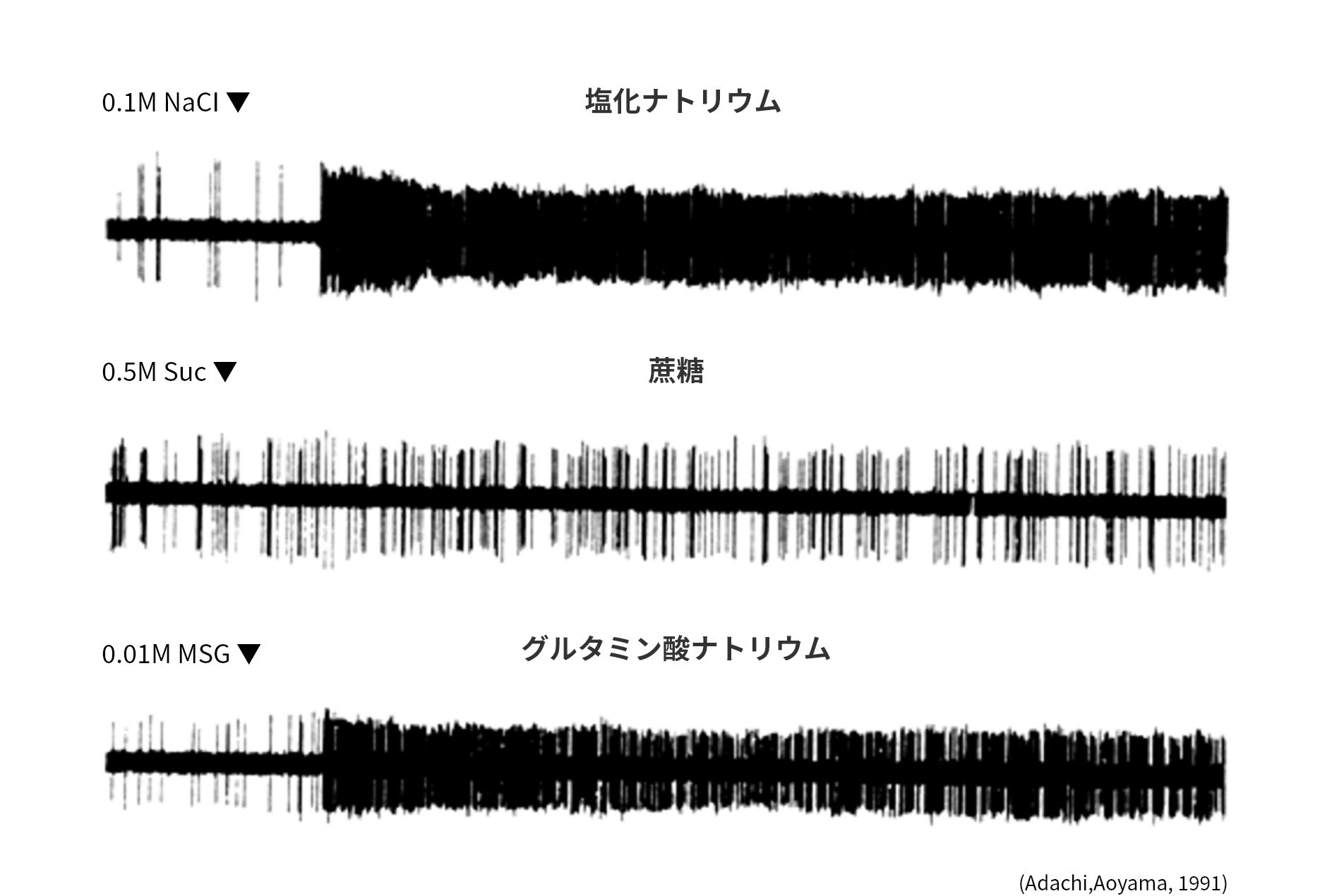 ラット単一神経線維のMSGとNaClに対する応答