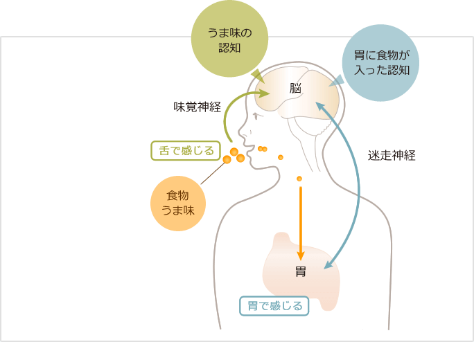 うま味を感じるメカニズム