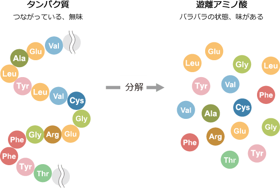 タンパク質と遊離アミノ酸の関係